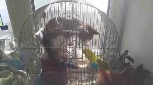 Кот в клетке