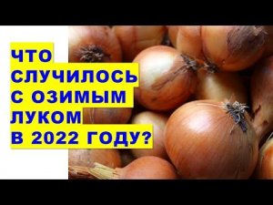 Что случилось с озимым луком в 2022 году?