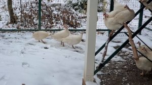 С первым снегом!