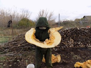 5. Тыква Гигант. Рассада .2023 г