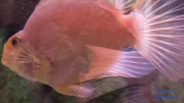 Рыба попугай, аквариумная.Рыба попугай домашняя.Рыба моей мечты. смотреть онлайн