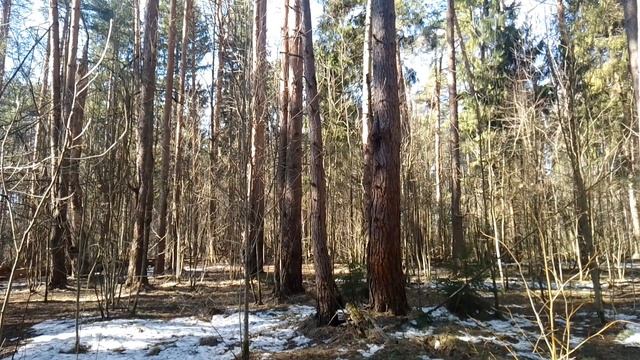 В весеннем лесу. ч.2. Апрель 2023