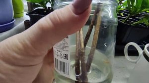 Укоренение метельчатой гортензии в воде зимой.Прошло три недели с начала эксперимента.