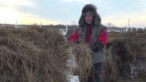 Сено для лошадей. Простой способ отличить хорошее от плохого.
