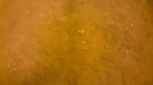 Как ловить раков руками / где искать раков / очень поучительное видео