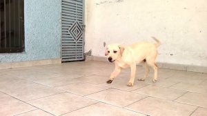 Cachorro labrador 6 meses