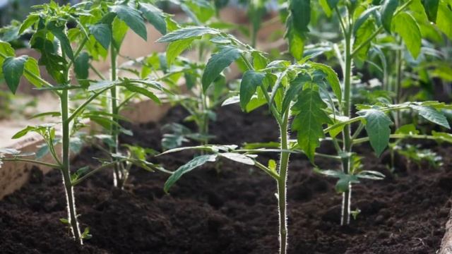 Рассада скажет СПАСИБО. Такое Вы точно не Знали! Чем подкормить рассаду. Подкормока для рассады 202