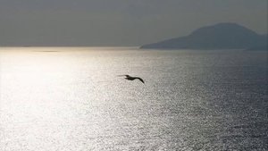 oliver dragojevic sto to bijese ljubav