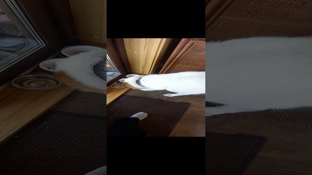 Яша, кушай! Ас болсын или приятного аппетита.  :)