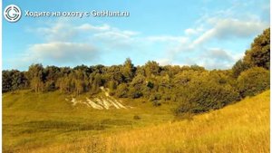 Охота в Курской области – Рыльское районное ООиР охота на рябчика в Курской области