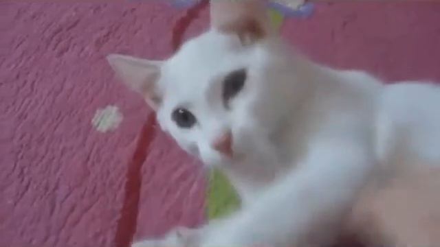 White kitten on a pink blanket - Белый котенок на розовом одеяле смотреть онлайн