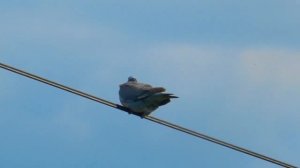 Дикий голубь - Вяяхирь, виитюютень (Columba palumbus) вид птиц рода голубей