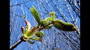 Не шелестите Каштаны Чункуров Х(ГИТАРА)