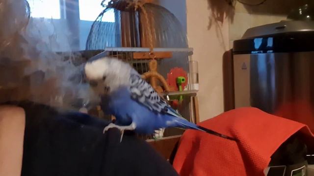 9 #ВКУСНЯШКИ ДЛЯ ПОПУГАЯ/Гаврик хулиган смотреть онлайн