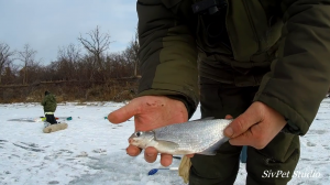 Зимняя рыбалка . Река Дон . Первый лед 2020 - 2021 ..mp4