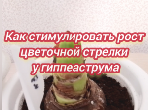 Как стимулировать рост цветочной стрелки у гиппеаструма