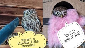 Реакция маленькой совы на пылесос. Артём сделал лавочку для сыча Лучика, а суч не поверил