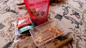 Уход за Йоркширским терьером! Содержание, уход и кормление!