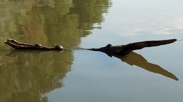 чернигов,черепахи