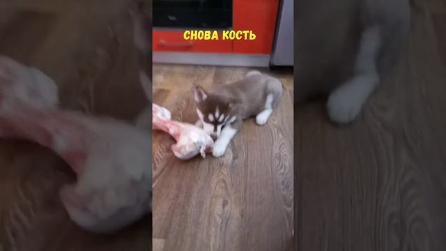 Маленький Хаски и его семья смотреть онлайн