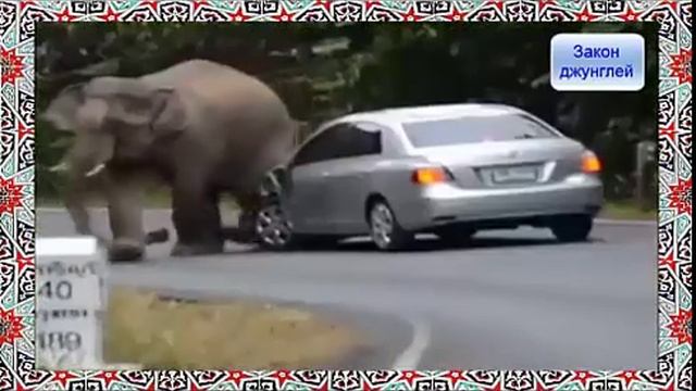 Жизнь животных Видео прикол Слон на дороге трамбует машины!!! смотреть онлайн