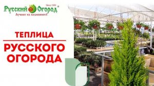 В Подмосковье цветут #персики в феврале и это #чудо в главной теплице Русского Огорода.