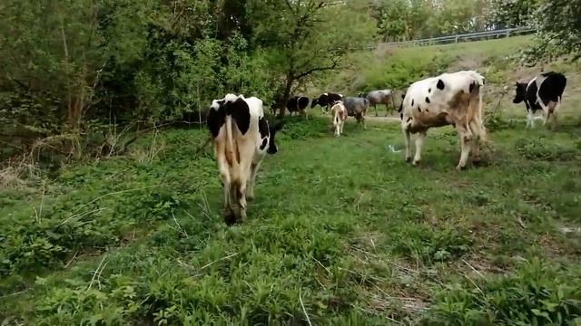 ПЕРВЫЙ РАЗ ВЫГОНЯЕМ ТЕЛОК В СТАДО!ОТ ДВОРА ДО ПАСТБИЩА!КАК ВСЕ ПРОШЛО?ПРОБЕЖКИ С УТРА!СТАДО! смотреть онлайн