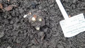 Раскопала все прививки у роз, удручающая реальность!