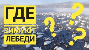 Поездка на Лебединое озеро | Озеро светлое | село Урожайное