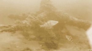 Ловля плотвы на безмотылку.