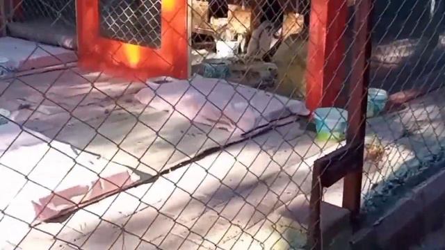 КОШАЧИЙ ОТЕЛЬ. ЖИЗНЬ НА УЛИЦЕ В ТУРЦИИ. АНТАЛИЯ /тикток 2022