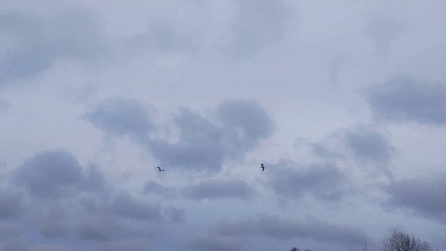 2023 март 25. Весна. Чайки на Яузе смотреть онлайн