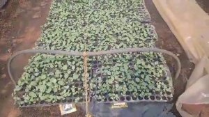 Agriculture nursery telugu