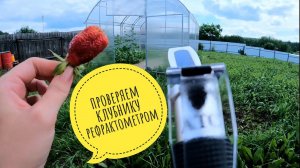 Проверяем клубнику рефрактометром. Дачные дела #рефрактометр #клубника #питомникклубники