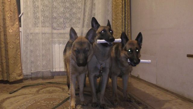 Тренировка по выдержке стоя. Нем. овч. Шанс смотреть онлайн