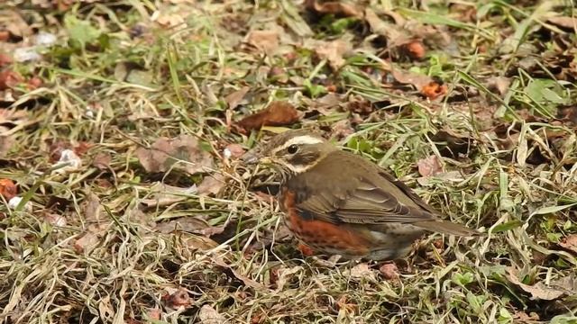 Белобровик, март смотреть онлайн