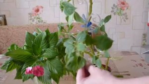 Обрезка белого бальзамина Уоллера (обновление растения)