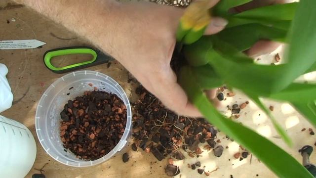 Umgetopft: Oncidium und Cambria смотреть онлайн