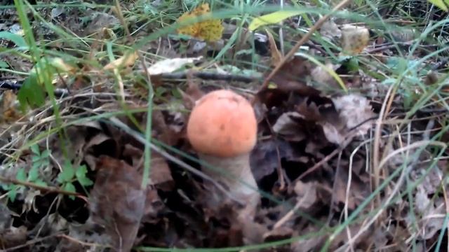 грибы 7 смотреть онлайн