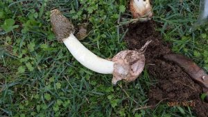 Phallus impudicus, known colloquially as the common stinkhorn