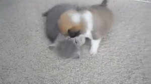 Прикольно.  Котёнок издевается над щенком.