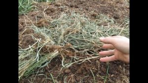 Как правильно мульчировать