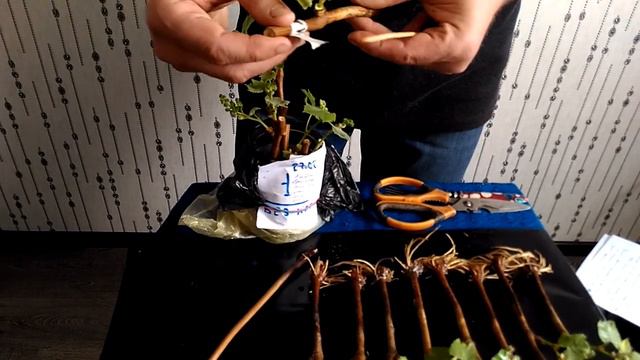 Применение максимальной дозы корневина на черенках винограда. Окончательный результат