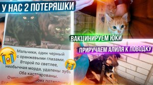 У Тедди восстанавливается ножка. Приучаем Алиля к поводку. Забрали собак в лес. Капа меня покусала.