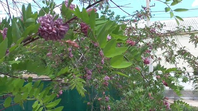 #счасливцево #арабатскаястрелка #азовскоеморе 23.05.2020.розквітла акація. смотреть онлайн
