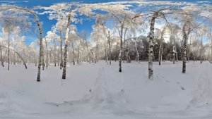 Панорама 360 на 180 Лес Зима | Двигайте мышкой по экрану монитора или плавно перемещайте телефон