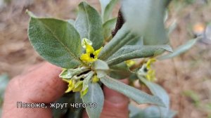 Лох серебристый и пчёлы