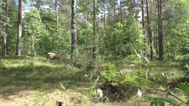 Ленинградская область. Выборгский р-н.Заходское - оз.Б. Красноперское