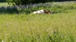 ✅Живу в деревне.Жарю блины,иду на поминку?