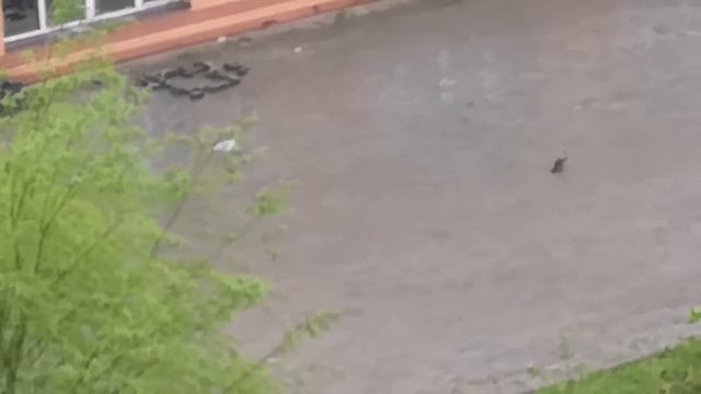 Чайка и ворона смотреть онлайн